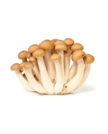 Funghi Pioppini