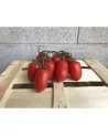 Pomodori Piccadilly