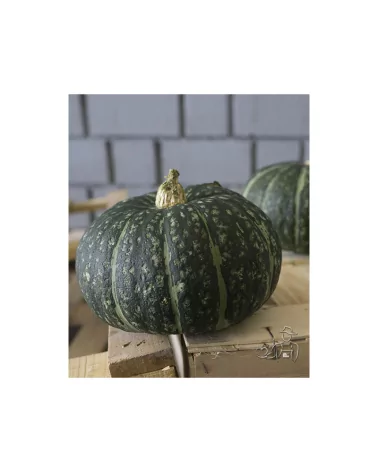 Zucca Delica