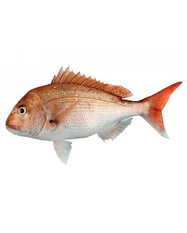 Pagro Rosa Red Snapper N.zelanda Intero Pz 4 Kg 13