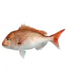 Pagro Rosa Red Snapper N.zelanda Intero Pz 4 Kg 13