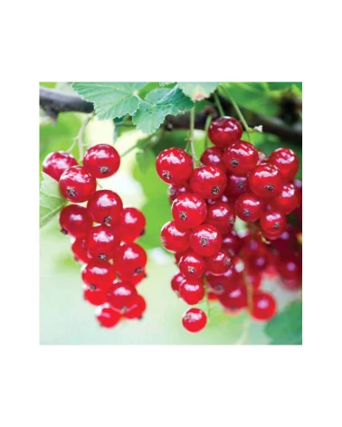 Ribes 125 Gr