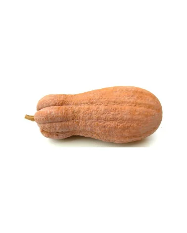 Zucca Violina Butternut