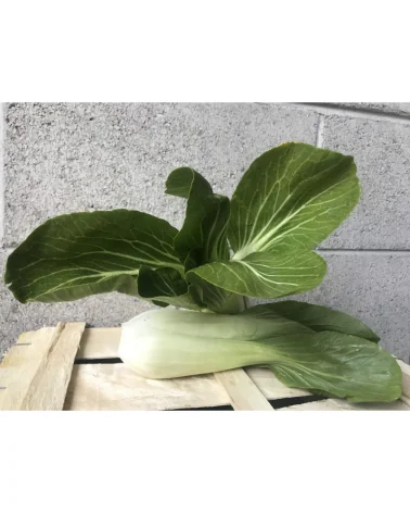 Pak Choi