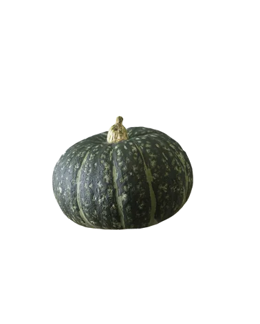 Zucca Delica Extra