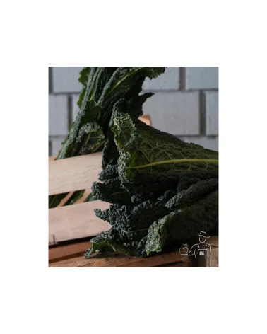 Cavolo Nero